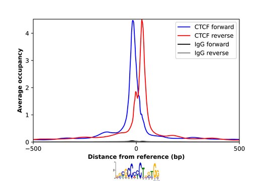 Anti-CTCF antibody produced in rabbit Prestige Antibodies&#174; Powered by Atlas Antibodies, affinity isolated antibody, buffered aqueous glycerol solution