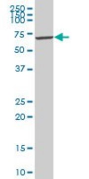 Anti-VRK2 antibody produced in mouse purified immunoglobulin, buffered aqueous solution