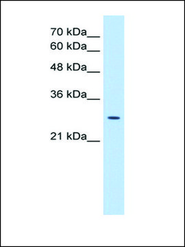 Anti-EBP affinity isolated antibody