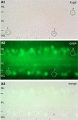 Anti-GABA Antibody serum, Chemicon&#174;