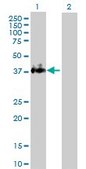 Anti-F3 antibody produced in rabbit purified immunoglobulin, buffered aqueous solution