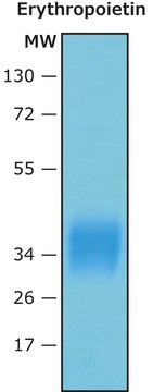 Erythropoietin (EPO) human recombinant, expressed in HEK 293 cells, suitable for cell culture