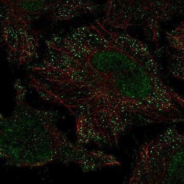 Anti-PIEZO2 antibody produced in rabbit Prestige Antibodies&#174; Powered by Atlas Antibodies, affinity isolated antibody