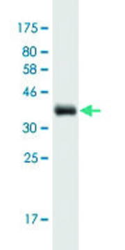 Monoclonal Anti-SYT7 antibody produced in mouse clone 4H4, purified immunoglobulin