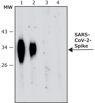 Anti-SARS-COV-2-Spike-RBD region antibody, Mouse monoclonal clone SP-10, purified from hybridoma cell culture