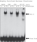  NuCLEAR&#8482; Extraction Kit For mammalian tissue or cultured cells