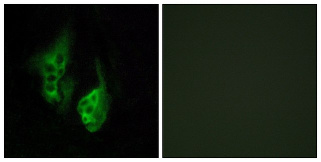 Anti-OPN5 antibody produced in rabbit affinity isolated antibody