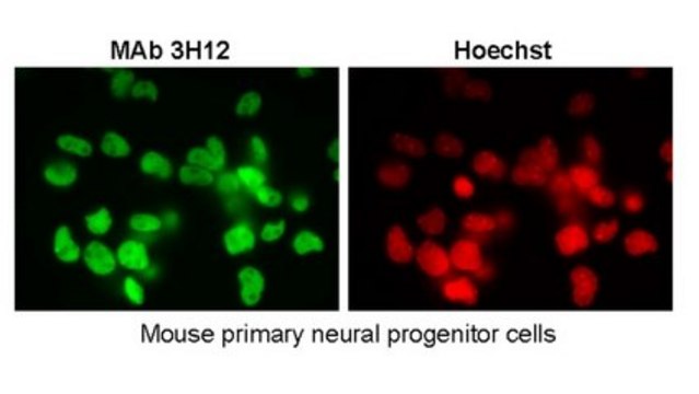 Anti-SUMO2/3 Antibody, clone 3H12 clone 3H12, from rat