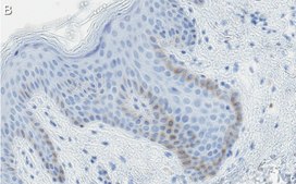 Anti-c-Jun Antibody, clone 1G8 ZooMAb&#174; Rabbit Monoclonal recombinant, expressed in HEK 293 cells