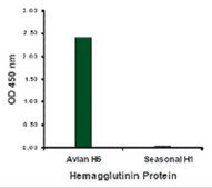 Anti-Avian Influenza H5N1 Hemagglutinin (IN2) antibody produced in goat affinity isolated antibody