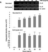 Anti-&#946;-Actin antibody, Mouse monoclonal clone AC-15, purified from hybridoma cell culture