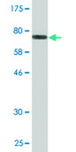 Monoclonal Anti-TUBA1B antibody produced in mouse clone 2E8, purified immunoglobulin, buffered aqueous solution