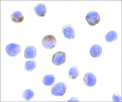 Anti-DDX3 antibody produced in rabbit affinity isolated antibody, buffered aqueous solution