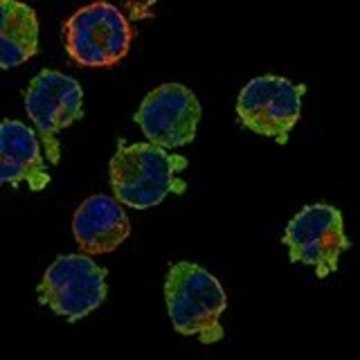 Anti-IL10RA antibody produced in rabbit Prestige Antibodies&#174; Powered by Atlas Antibodies, affinity isolated antibody, buffered aqueous glycerol solution