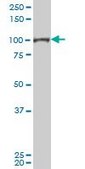 Monoclonal Anti-SFPQ antibody produced in mouse clone 3B10, purified immunoglobulin, buffered aqueous solution