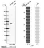 Anti-LEF1 antibody produced in rabbit Prestige Antibodies&#174; Powered by Atlas Antibodies, affinity isolated antibody, buffered aqueous glycerol solution