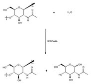 Chitinase Assay Kit, Fluorimetric sufficient for 200&#160;multiwell tests