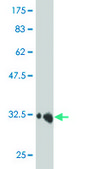 Monoclonal Anti-HEY1 antibody produced in mouse clone 3B3, purified immunoglobulin, buffered aqueous solution