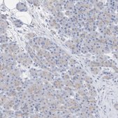 Anti-CNTNAP4 antibody produced in rabbit Prestige Antibodies&#174; Powered by Atlas Antibodies, affinity isolated antibody, buffered aqueous glycerol solution