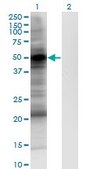 Monoclonal Anti-PDPK1, (C-terminal) antibody produced in mouse clone 2E2, purified immunoglobulin, buffered aqueous solution