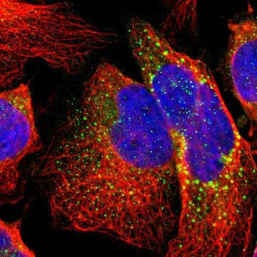 Anti-B3GNT2 antibody produced in rabbit Prestige Antibodies&#174; Powered by Atlas Antibodies, affinity isolated antibody, buffered aqueous glycerol solution