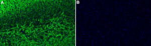 Anti-VGLUT1 Antibody, clone 3C10.2 ZooMAb&#174; Mouse Monoclonal recombinant, expressed in HEK 293 cells