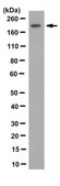 Anti-ARHGEF28 Antibody, clone 14C10.1 clone 14C10.1, from mouse