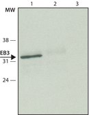 Anti-EB3 antibody produced in rabbit ~1.0&#160;mg/mL, affinity isolated antibody