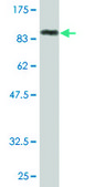 Monoclonal Anti-GK2 antibody produced in mouse clone 3G4, purified immunoglobulin, buffered aqueous solution