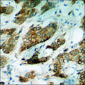 Anti-phospho-Connexin 43 (pSer368) antibody produced in rabbit affinity isolated antibody