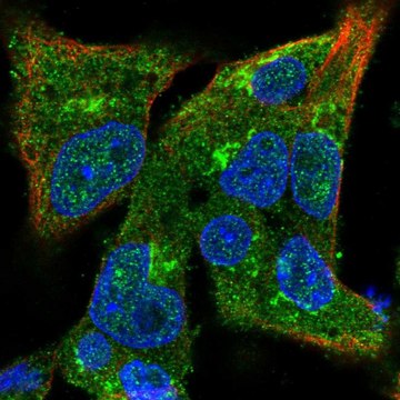 Anti-COG3 antibody produced in rabbit Prestige Antibodies&#174; Powered by Atlas Antibodies, affinity isolated antibody