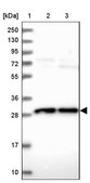 Anti-OCEL1 antibody produced in rabbit Prestige Antibodies&#174; Powered by Atlas Antibodies, affinity isolated antibody, buffered aqueous glycerol solution