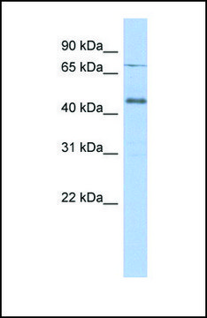 Anti-USP12 antibody produced in rabbit affinity isolated antibody