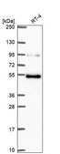 Anti-MBD1 antibody produced in rabbit Prestige Antibodies&#174; Powered by Atlas Antibodies, affinity isolated antibody