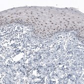 Monoclonal Anti-SOX21 antibody produced in mouse Prestige Antibodies&#174; Powered by Atlas Antibodies, clone CL4688, purified immunoglobulin