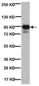 Anti-Post Synaptic Density Protein 95 Antibody, clone 7E3-1B8 clone 7E3-1B8, Chemicon&#174;, from mouse