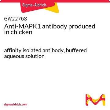 Anti-MAPK1 antibody produced in chicken affinity isolated antibody, buffered aqueous solution