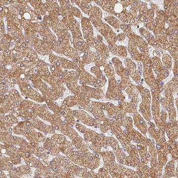 Anti-LSS antibody produced in rabbit Prestige Antibodies&#174; Powered by Atlas Antibodies, affinity isolated antibody, buffered aqueous glycerol solution