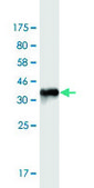 Monoclonal Anti-KCNJ5 antibody produced in mouse clone 8D2, purified immunoglobulin
