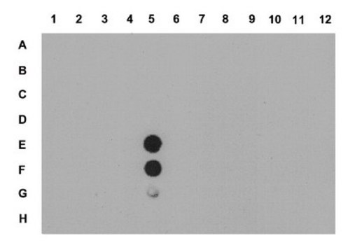 Anti-dimethyl-Histone H4 (Arg3) Symmetric Antibody from rabbit, purified by affinity chromatography