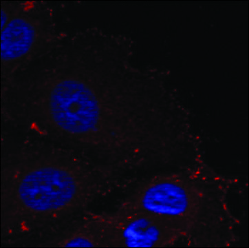 Anti-phospho-PXN (pTyr88) antibody produced in rabbit affinity isolated antibody