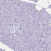 Anti-ATP4B antibody produced in rabbit Prestige Antibodies&#174; Powered by Atlas Antibodies, affinity isolated antibody, buffered aqueous glycerol solution