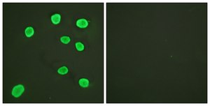 Anti-Histone H4 antibody produced in rabbit affinity isolated antibody