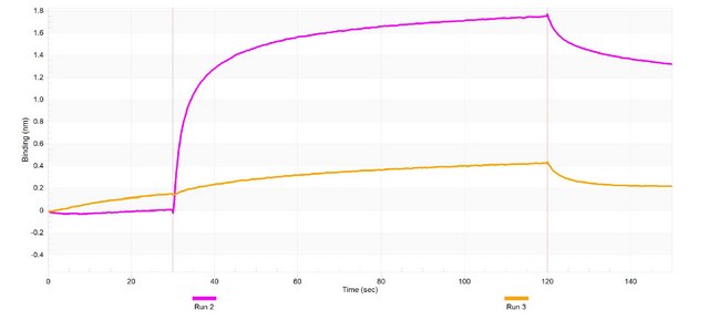 Anti-IL-12A Antibody, clone 1G10 ZooMAb&#174; Rabbit Monoclonal recombinant, expressed in HEK 293 cells