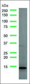 Anti-SPINK1 antibody, Rabbit monoclonal clone SP166, recombinant, expressed in proprietary host, affinity isolated antibody
