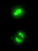 Anti-phospho-Histone H3 (Ser10) Antibody, clone 3H10 clone 3H10, Upstate&#174;, from mouse