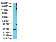 Anti-Olig3 Antibody Chemicon&#174;, from rabbit