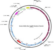 Human OKSG-cMyc TagRFP Simplicon&#174; Plasmid suitable for detection