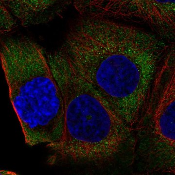 Anti-RPL36A antibody produced in rabbit Prestige Antibodies&#174; Powered by Atlas Antibodies, affinity isolated antibody