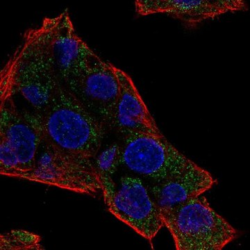 Anti-NAT8 antibody produced in rabbit Prestige Antibodies&#174; Powered by Atlas Antibodies, affinity isolated antibody